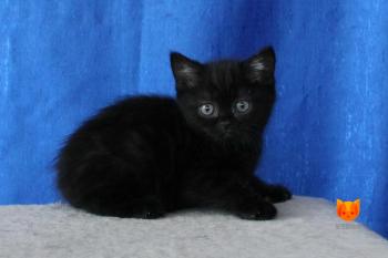 Chris Martin MeowClub *BY